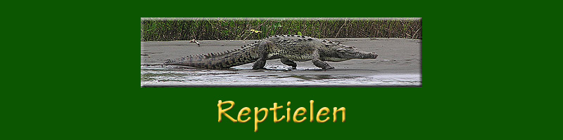 Reptielen